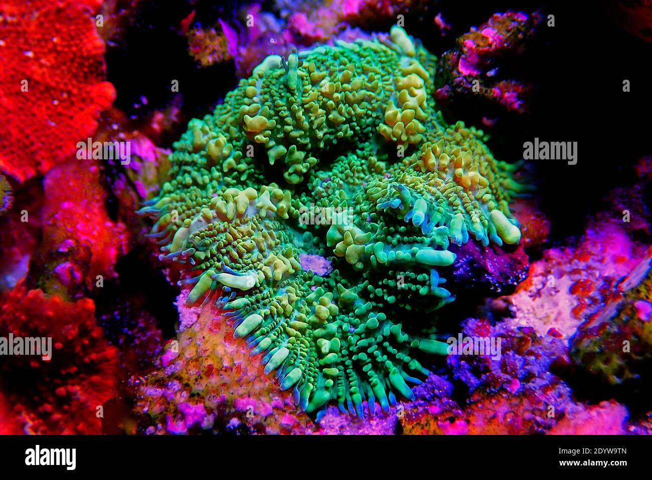 Yellow Claw Rhodactis Mushroom soft coral in reef tank Stock Photo