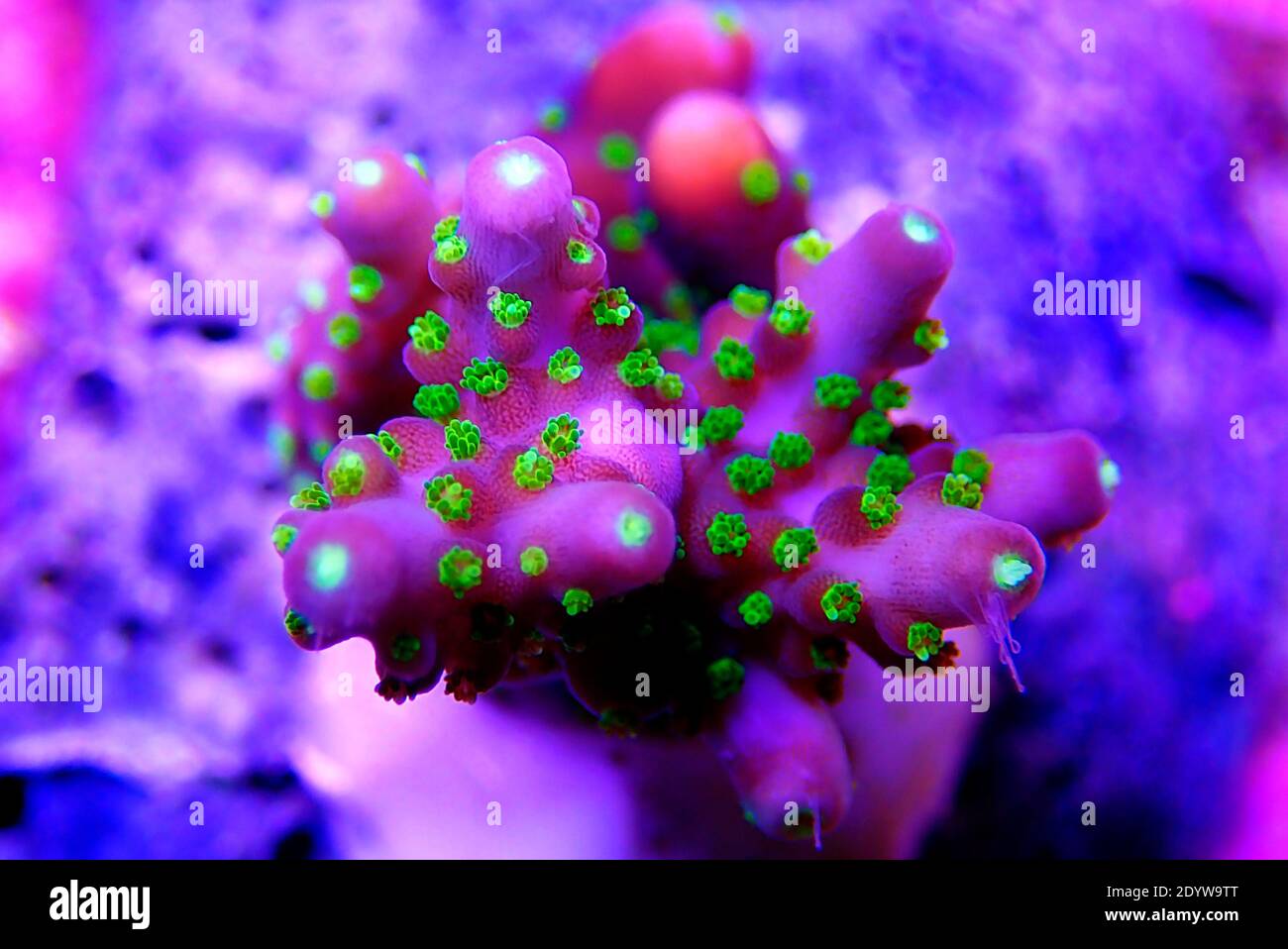 Garf Bonsai Acropora - Purple body with green polyps Acropora SPS coral Stock Photo