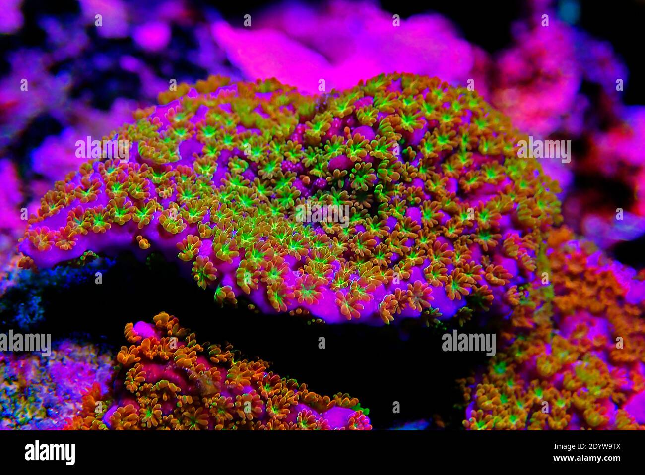 Ultra Macro polyps shot on Rainbow Montipora coral Stock Photo