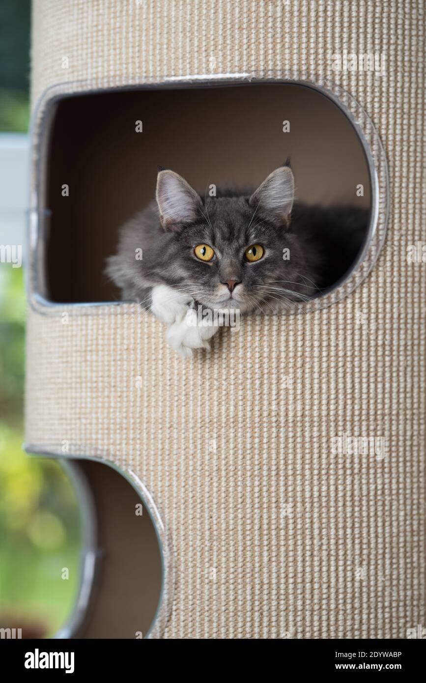 lazy young blue tabby maine coon cat with white paws relaxing in sisal