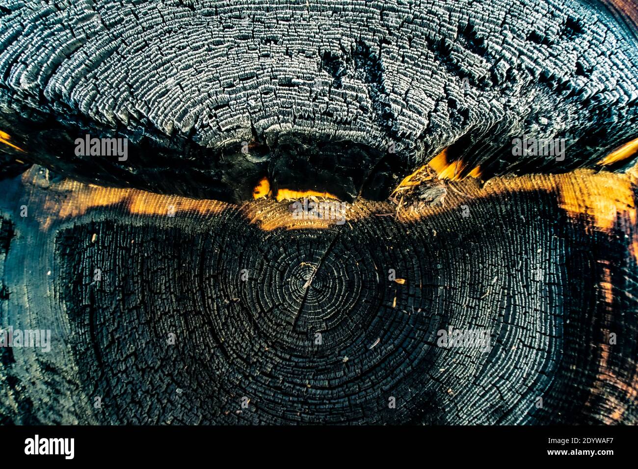 Beautiful cut of a tree with annual rings and cracks. Stock Photo