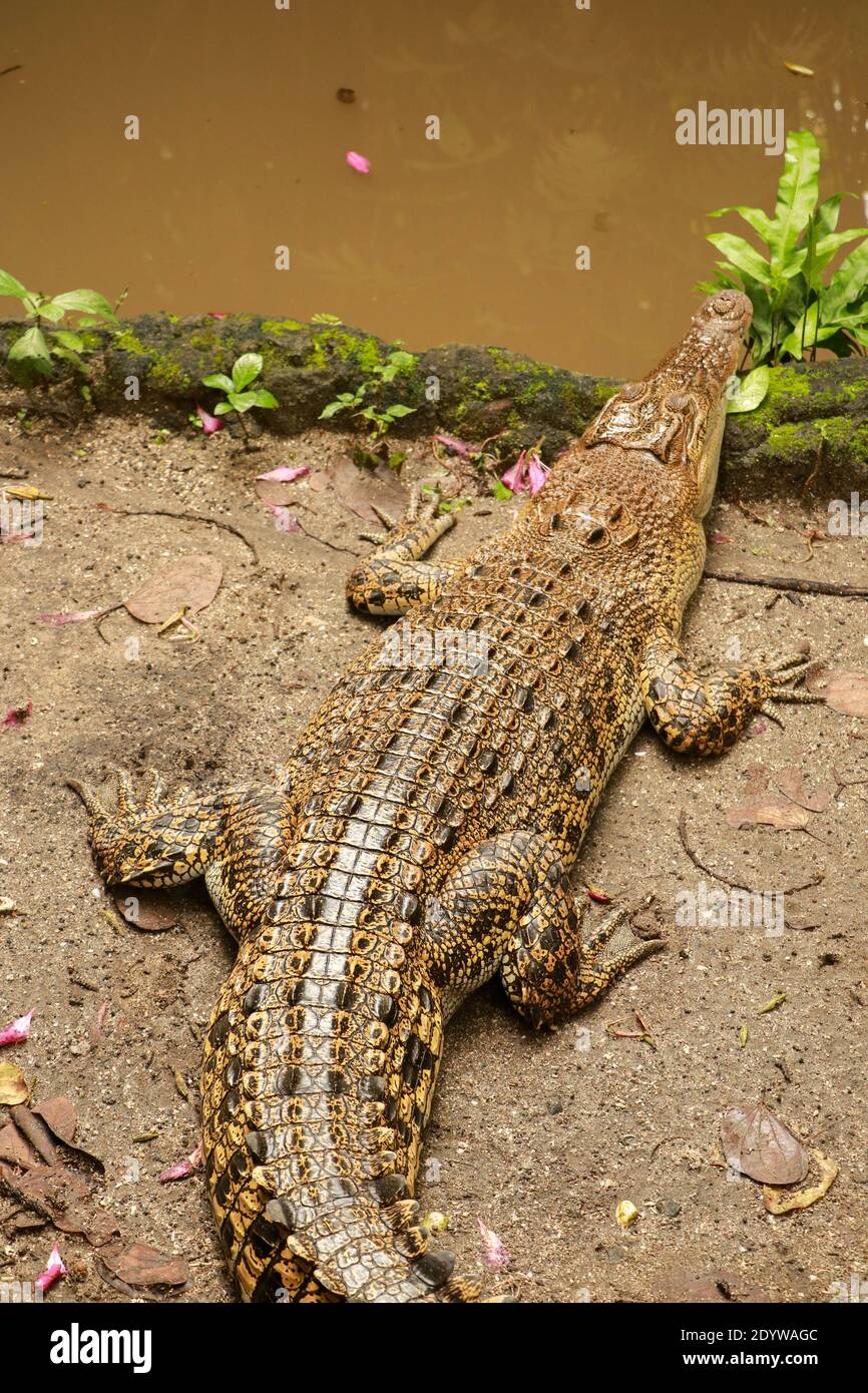 Crocodile farms hi-res stock photography and images - Alamy