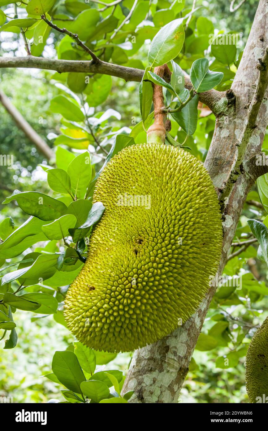 The jackfruit (Artocarpus heterophyllus), is a species of tree in the fig, mulberry, and breadfruit family. Stock Photo