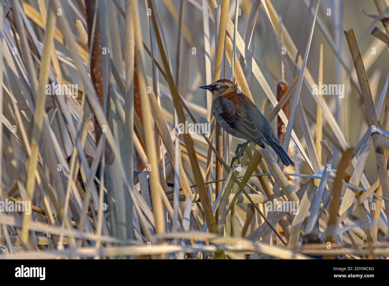 rusty Blackbird Male - Euphagus carolinus - with winter plumage, perched on Cat tails, bullrushes Stock Photo