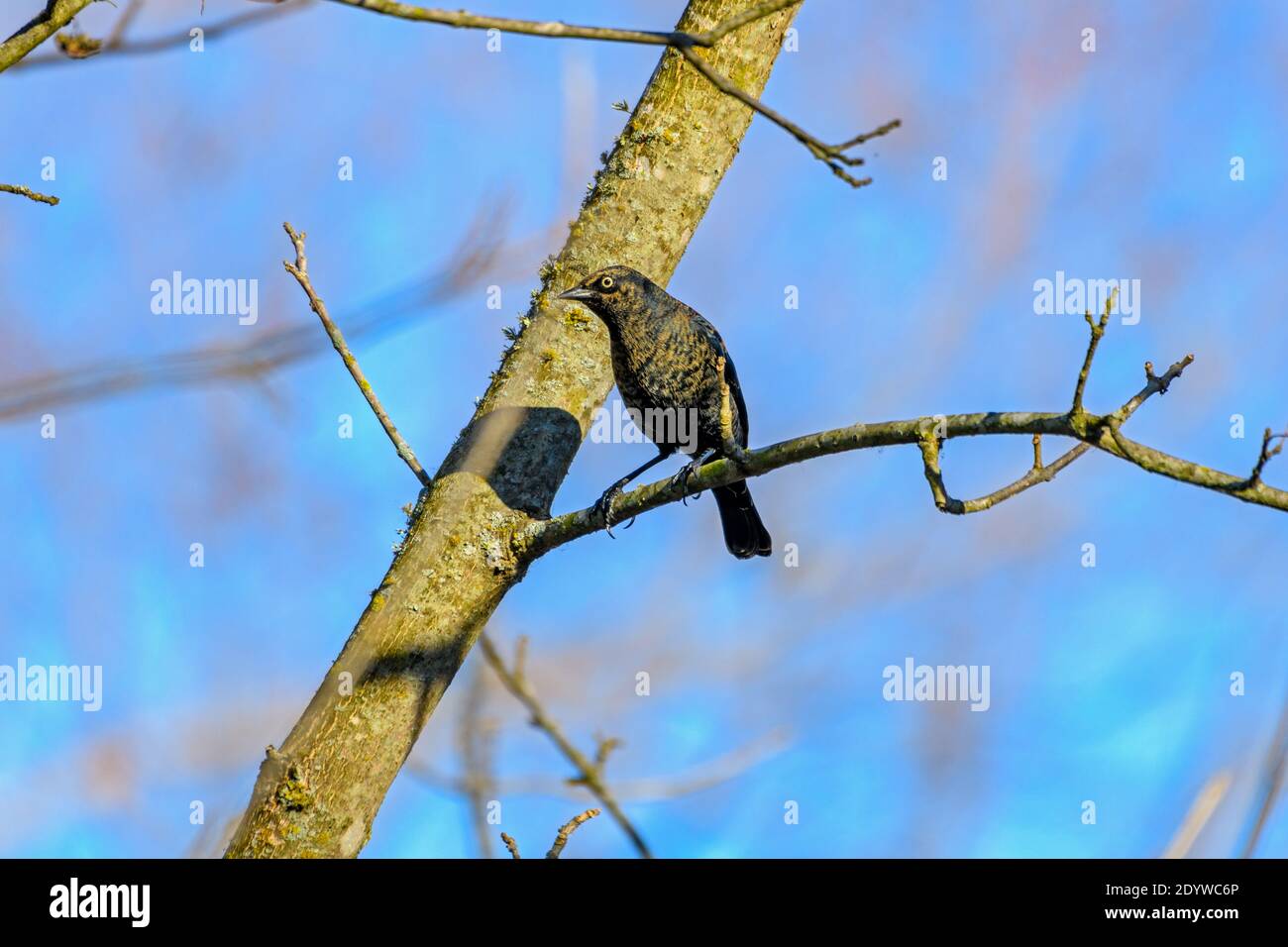 Rusty Blackbird Male - Euphagus carolinus - with winter plumage, perched on a branch Stock Photo