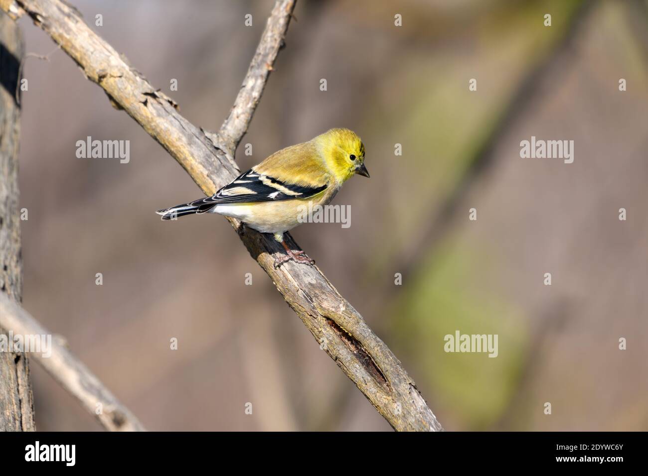american Goldfinch - Spinus tristis - Perched on tree branch Stock Photo