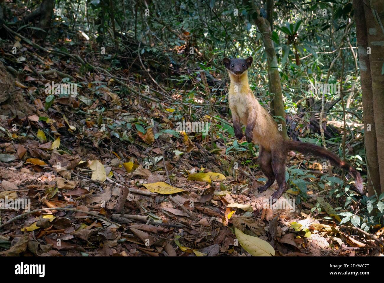 The yellow-throated marten (Martes flavigula) is an Asian marten species, which is listed as Least Concern on the IUCN Red List Stock Photo