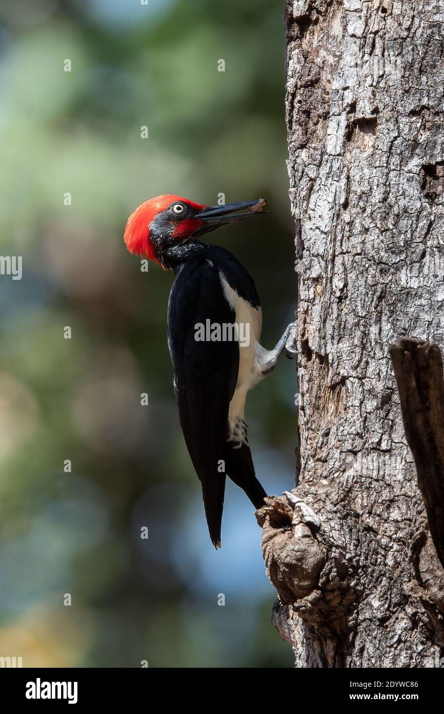 The white-bellied woodpecker or great black woodpecker (Dryocopus javensis) is found in evergreen forests of tropical Asia. Stock Photo