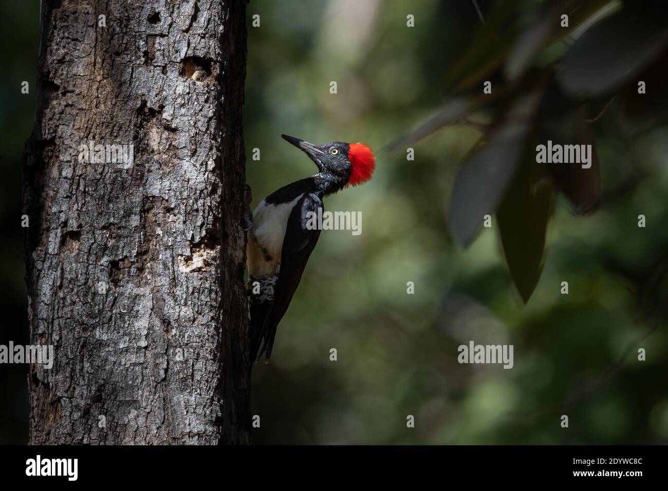 The white-bellied woodpecker or great black woodpecker (Dryocopus javensis) is found in evergreen forests of tropical Asia. Stock Photo