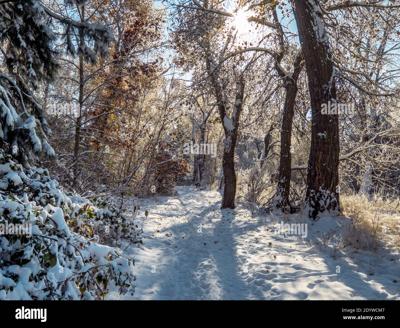 Fresh snow coats the trees and trail along the Bethine Church River Trail in Boise, Idaho, USA Stock Photo