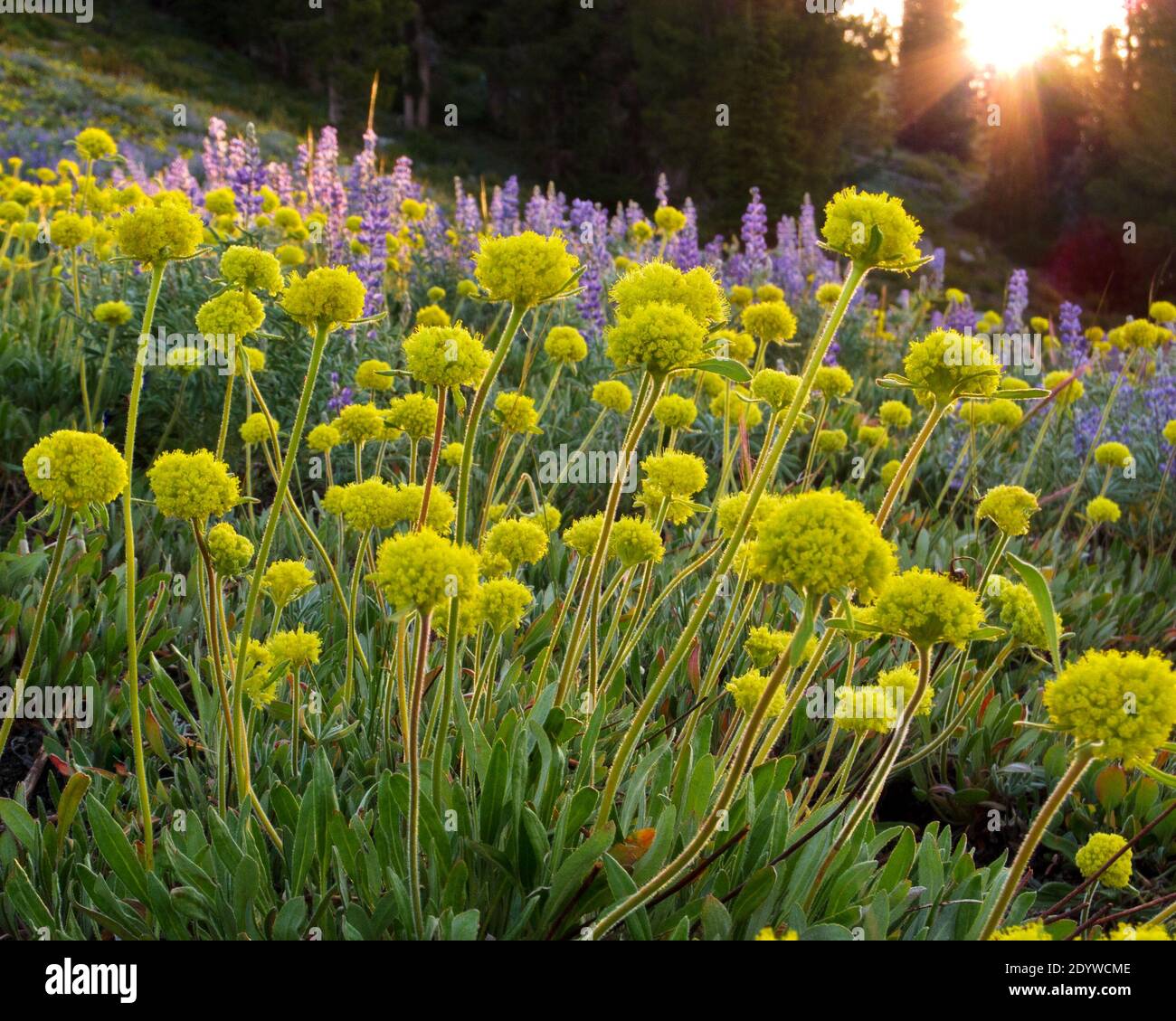 Alpine Golden Buckwheat (Eriogonum flavum) and Showy Lulpines (Lupinus polyphyllus) in the early morning at Idaho's Trinity Lake. Stock Photo