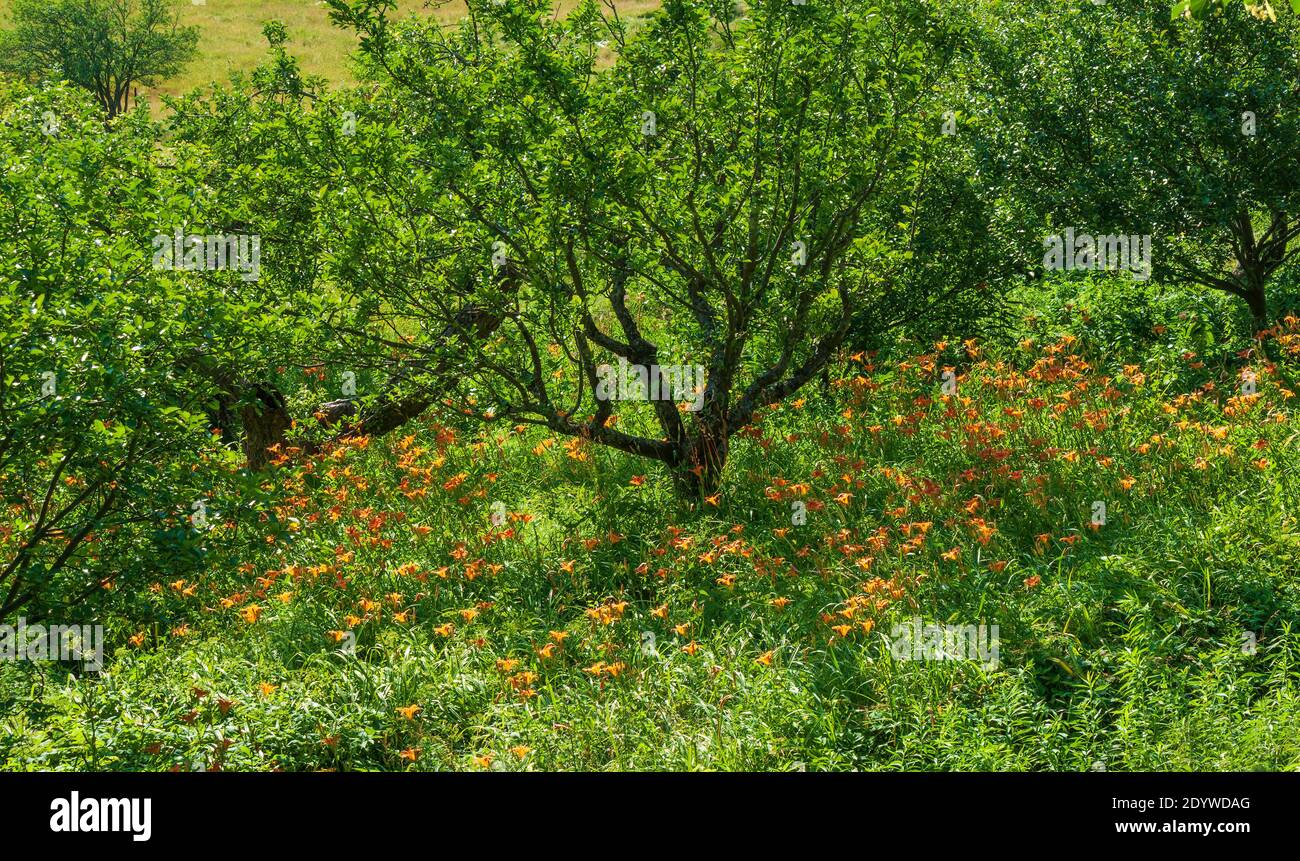 Apple orchard at Naumkeag country estate, in Stockbridge, MA, USA.  Meadow with blooming orange daylilies and scattered fruit trees. Stock Photo