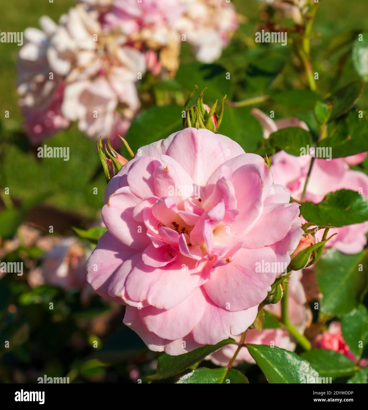 Floribunda roses (Rosa 'Bonica') - a pink rose cultivar in the Rose Garden at Naumkeag country estate, in Stockbridge, MA, USA. Stock Photo