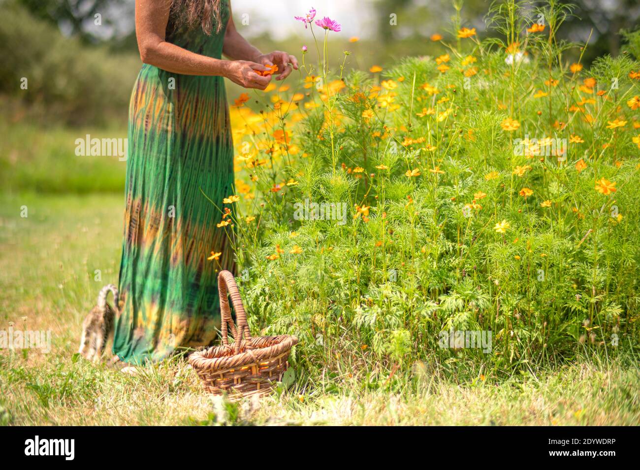 Woman picking flowers with cat Stock Photo