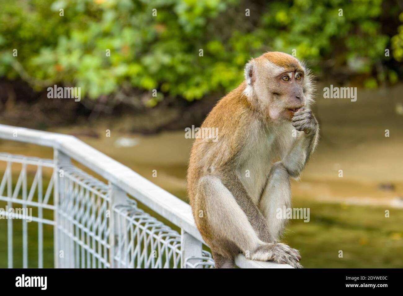 The crabeating macaque (Macaca fascicularis) in Pulau Ubin Island of