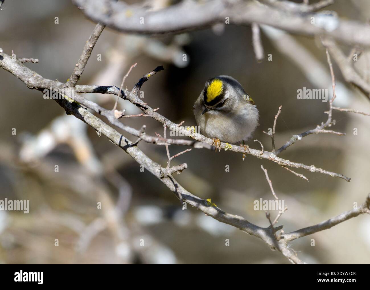 golden-Crowned Kinglet - Regulus satrapa - with Yellow Crown Stock Photo