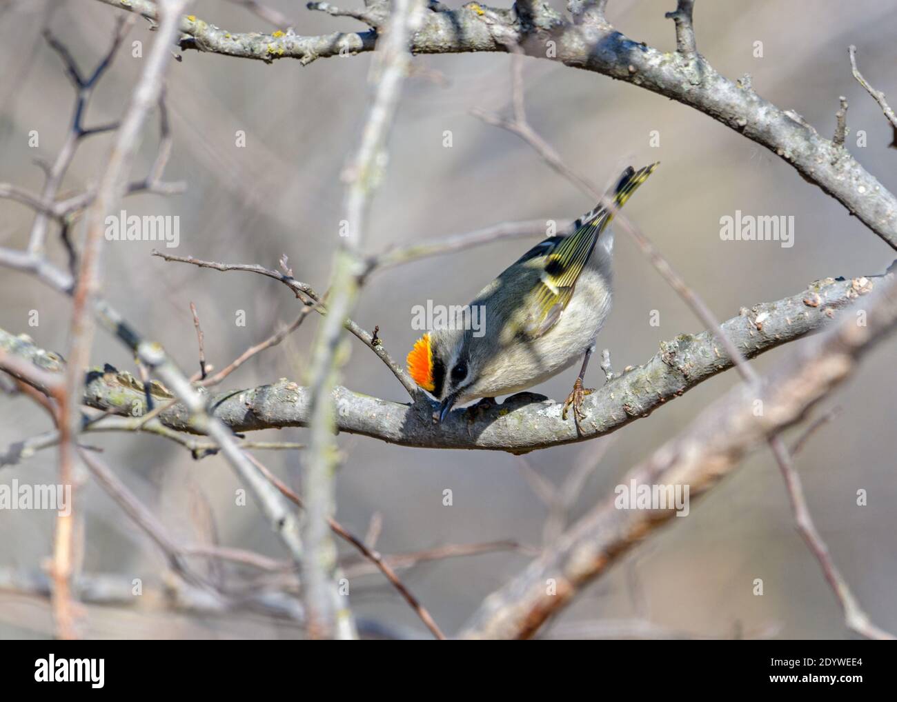 Golden-Crowned Kinglet - Regulus satrapa - with Orange Flaired on crown ...