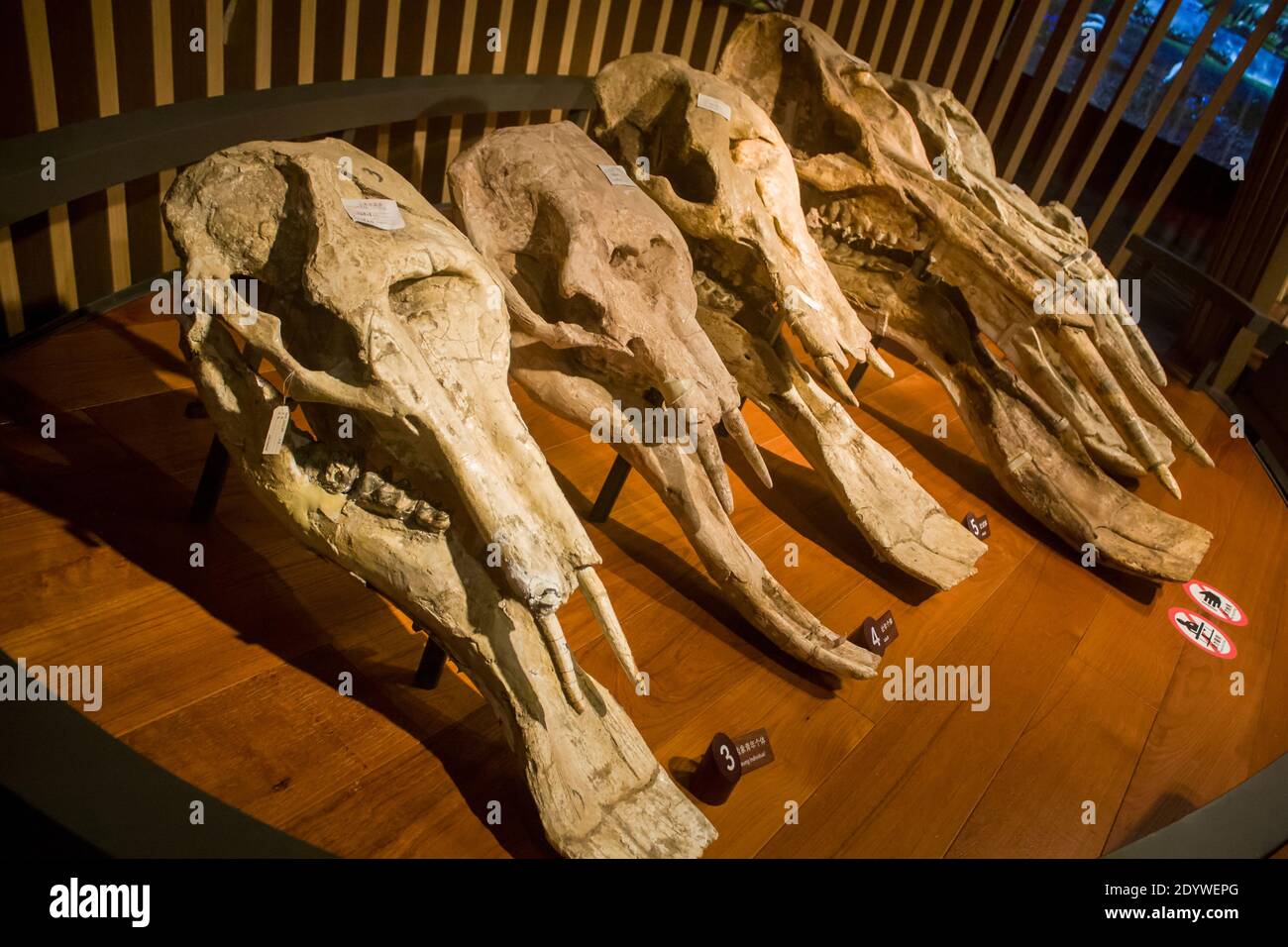 Platybelodon skull hires stock photography and images Alamy