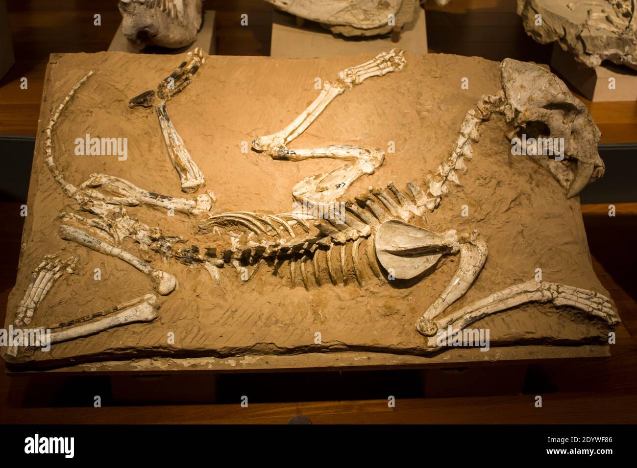 Fossil skull saber toothed tiger hires stock photography and images