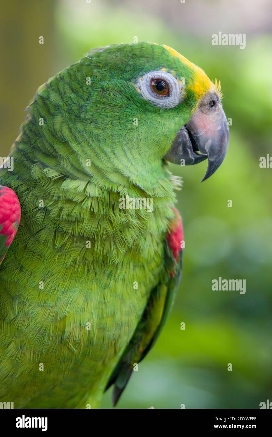 The yellow-crowned amazon (Amazona ochrocephala) is a species of parrot native to tropical South America. They are normally found in pairs Stock Photo
