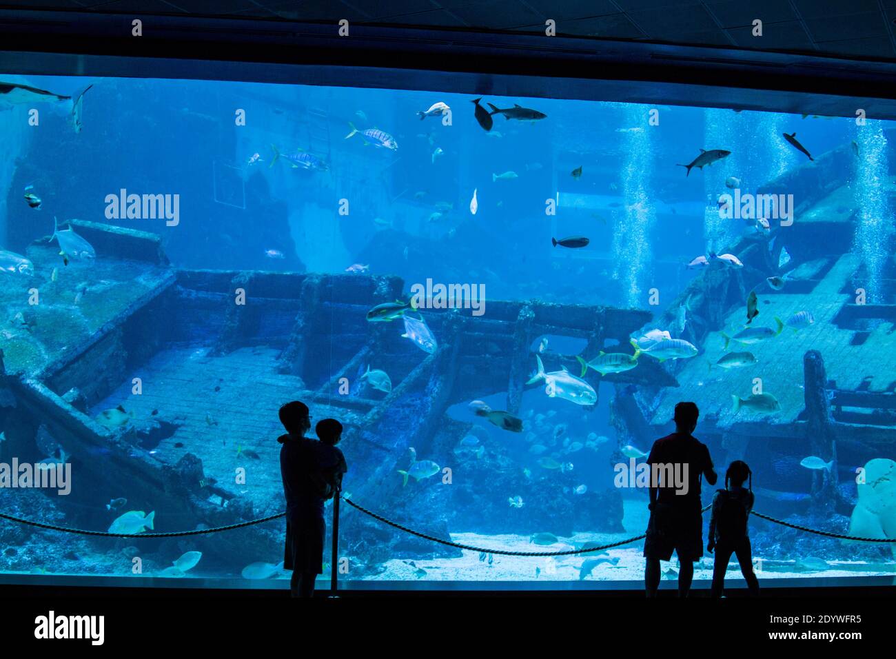 Singapore Dec 21st 2020: people are watching a big fish tank shipwreck in  S.E.A. Aquarium Sentosa. There are colourful fishes, rays and sharks Stock  Photo - Alamy