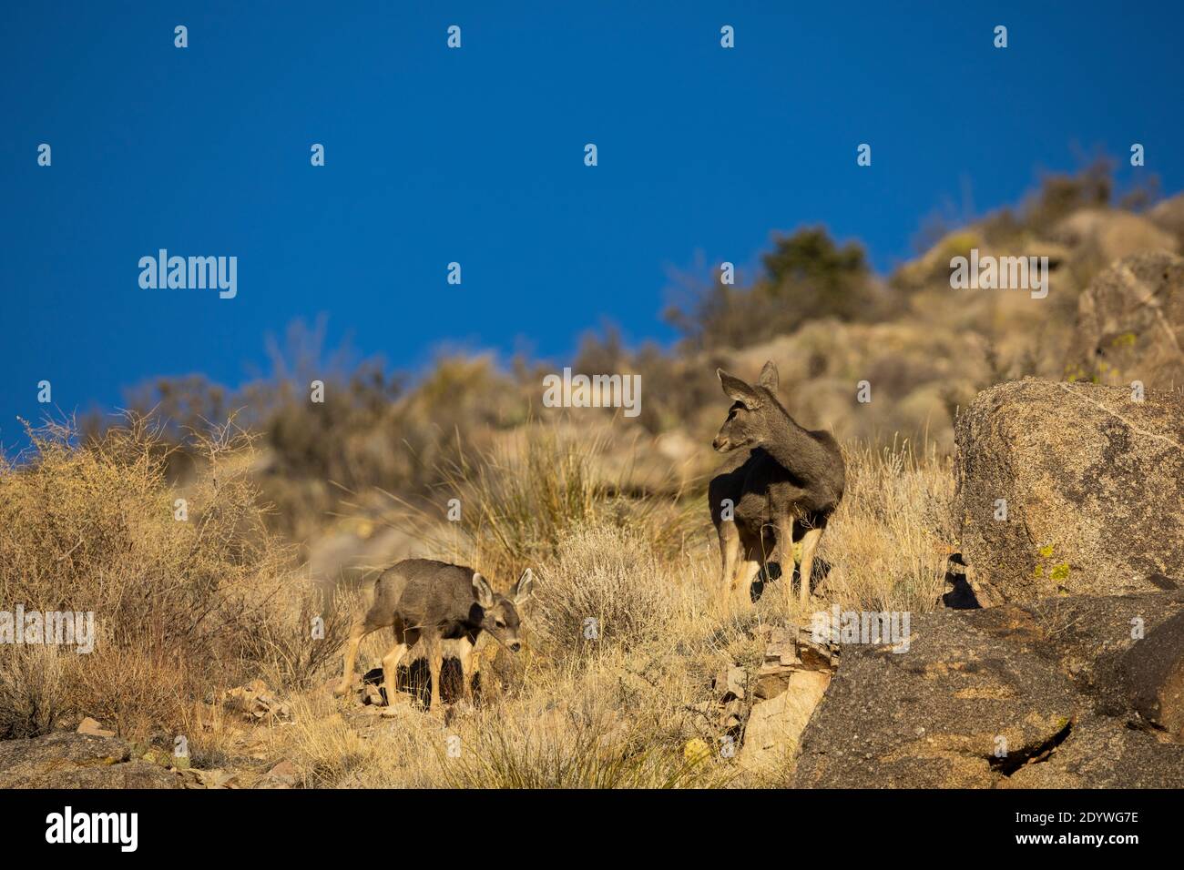 Mule deer doe and her fawn in the foothills of the Sandia Mountains in Albuquerque, New Mexico (USA) on a winter afternoon. Stock Photo
