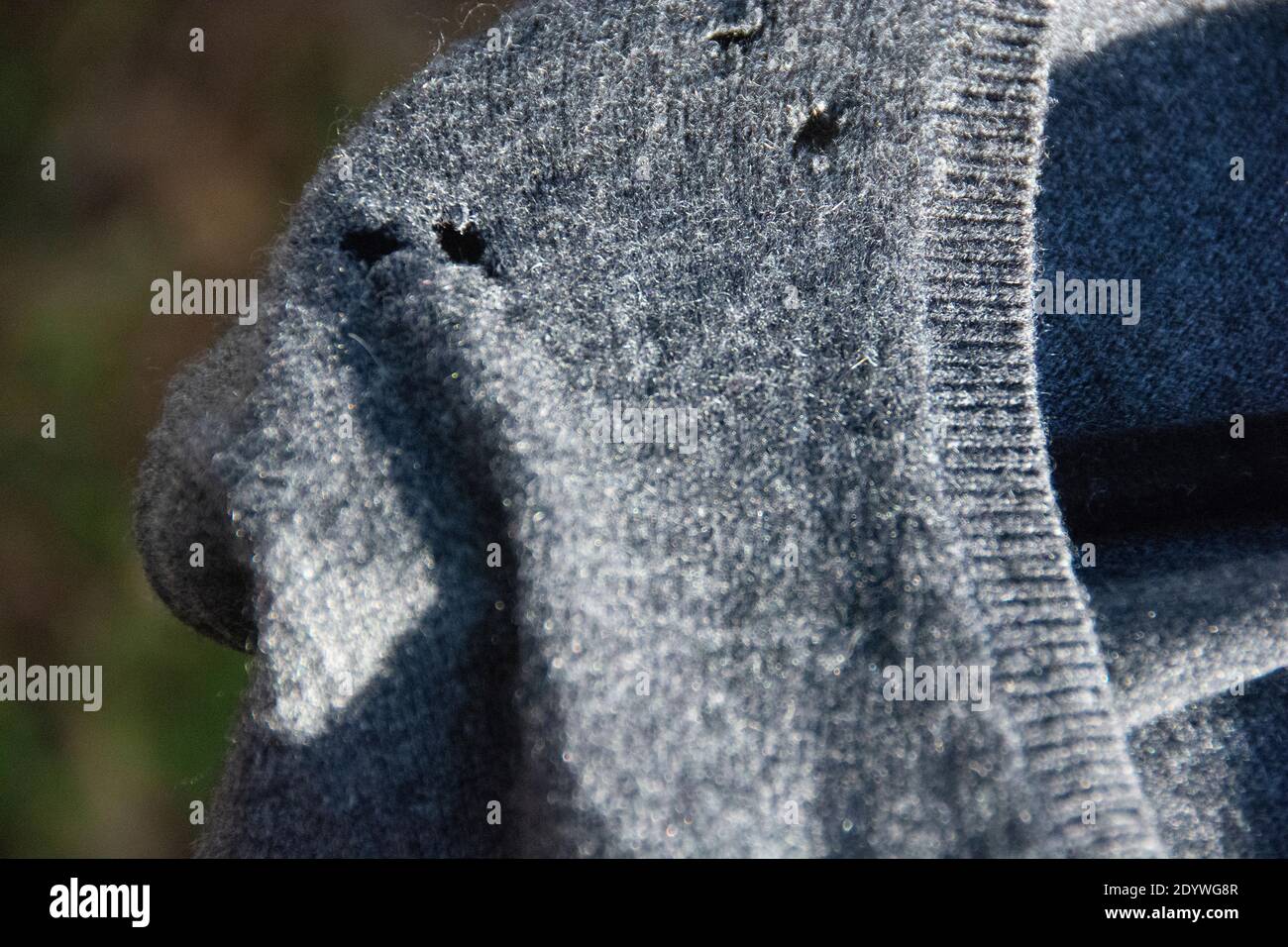 Moth holes moths eating sweater holes hole in a nice hi-res stock  photography and images - Alamy