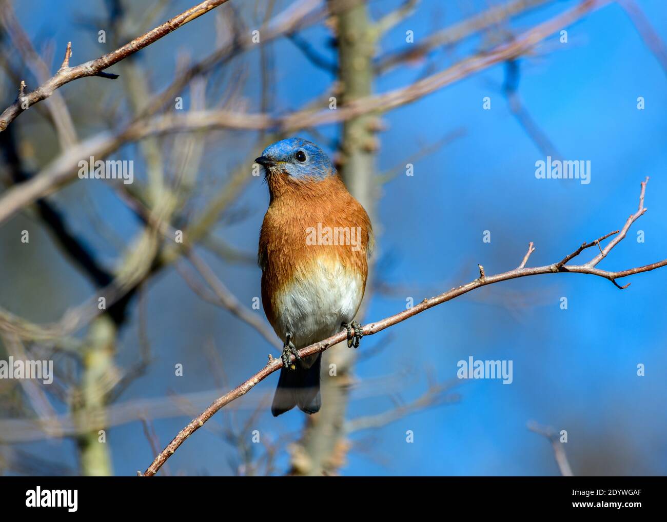 eastern Bluebird - Sialia sialis - perched on a branch Stock Photo