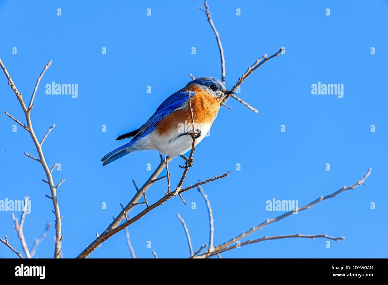 eastern Bluebird - Sialia sialis - perched on a branch Stock Photo
