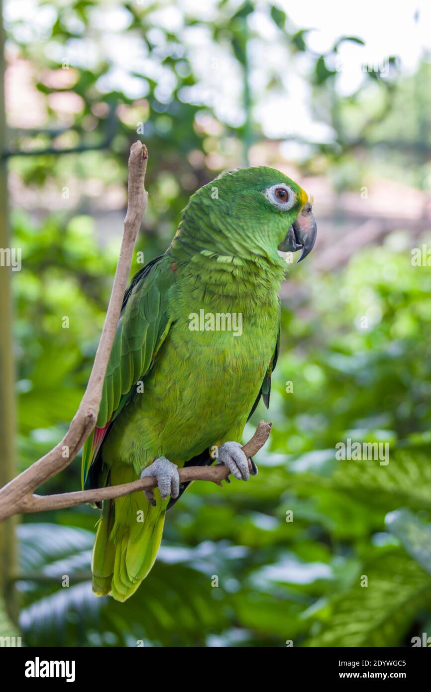 The yellow-crowned amazon (Amazona ochrocephala) is a species of parrot native to tropical South America. They are normally found in pairs Stock Photo