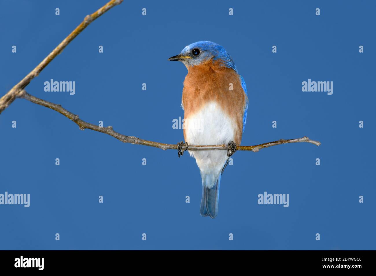eastern Bluebird - Sialia sialis - perched on a branch Stock Photo