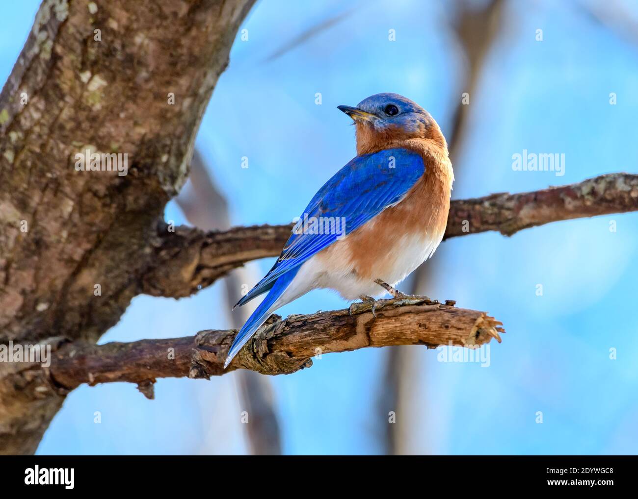 Eastern Bluebird - Sialia sialis - perched on a branch Stock Photo