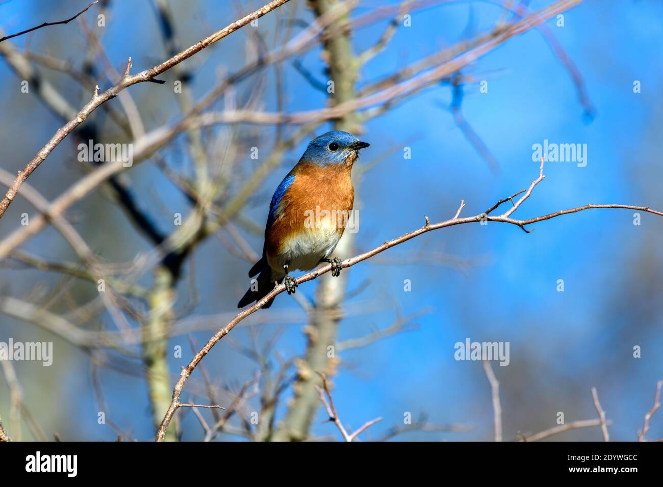 eastern Bluebird - Sialia sialis - perched on a branch Stock Photo