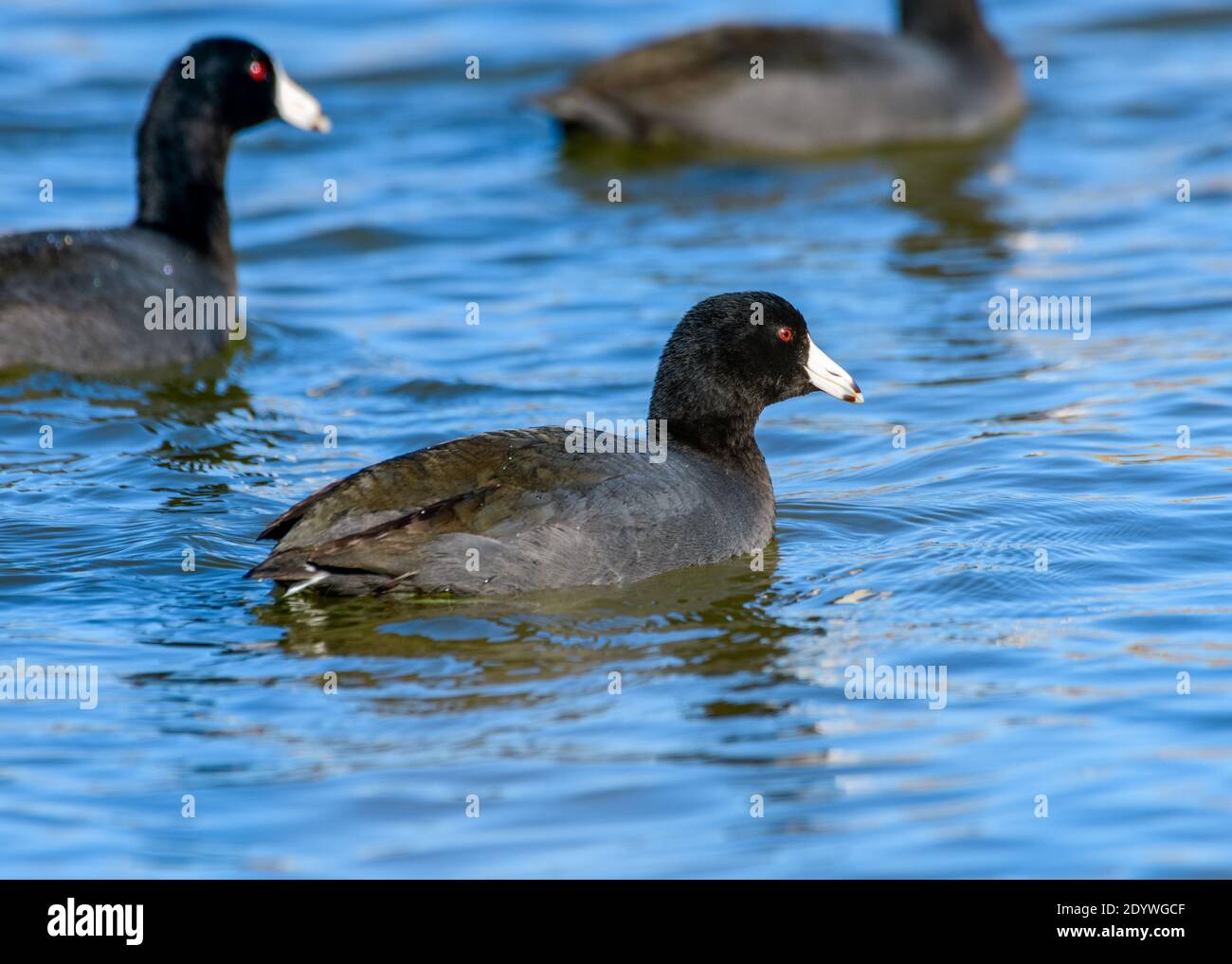 American coot - Fulica americana - or Mud Hen swimming in a lake. Full profile with detailed feathers and vivid, red eyes Stock Photo