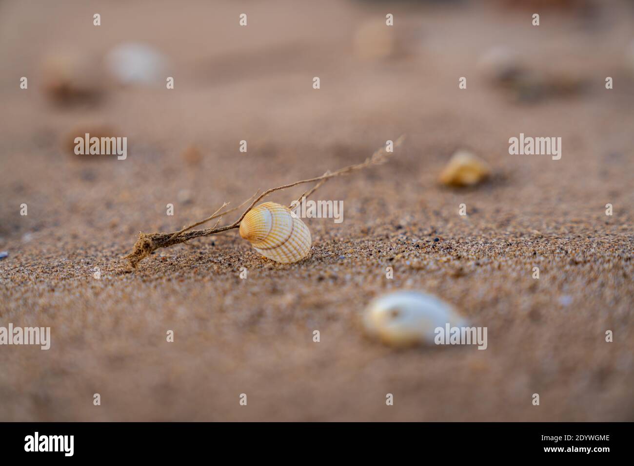 Shells and pebbles on Snettisham Beach, Norfolk, England, UK Stock Photo