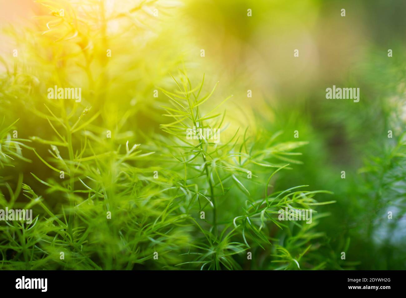 green leaf on blurred greenery background concept Stock Photo - Alamy