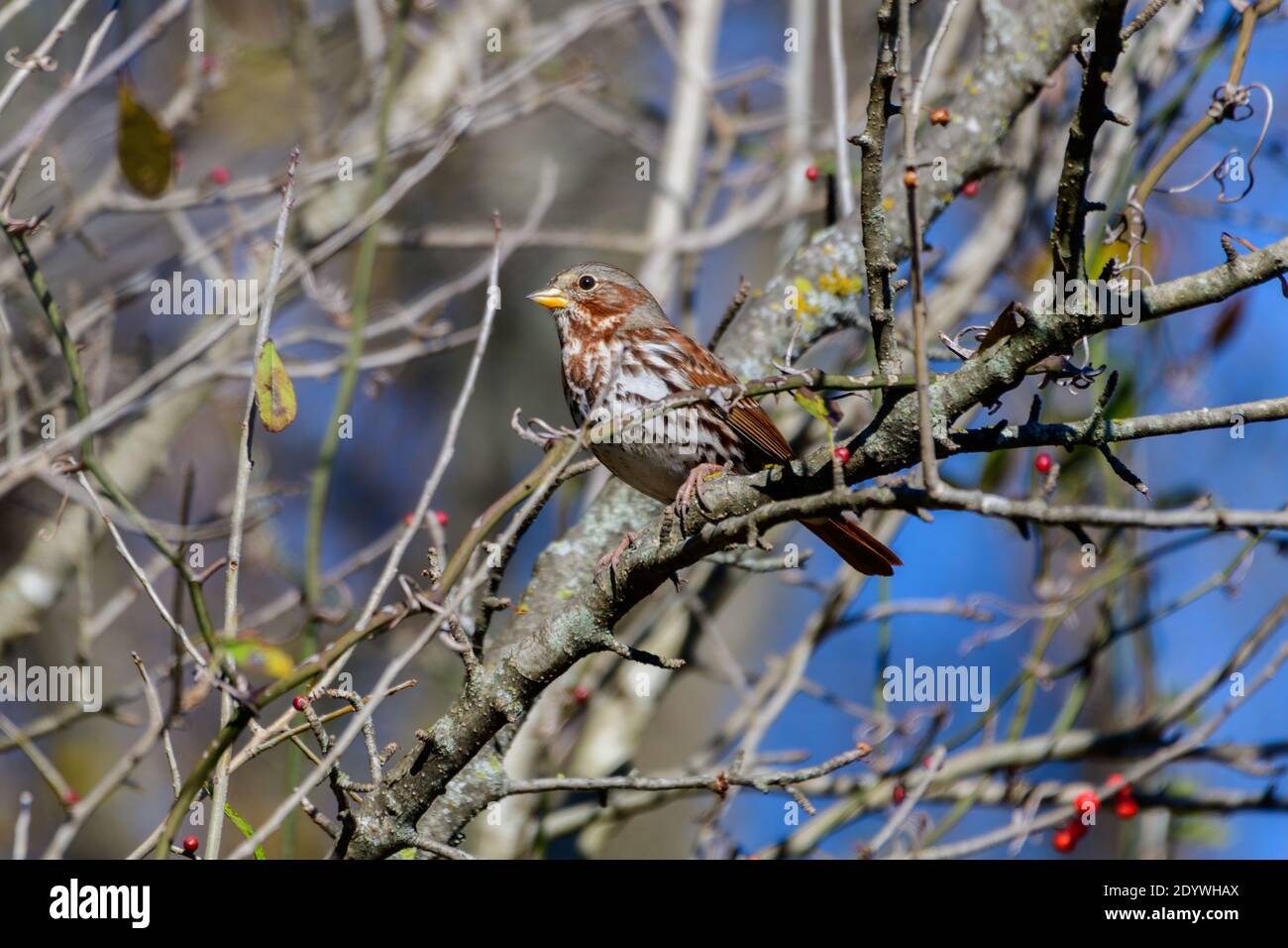 Fox Sparrow - Passerella iliaca - perched on a branch Stock Photo