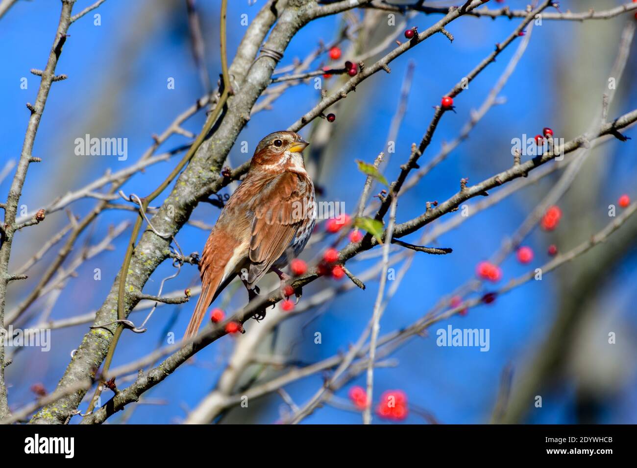 fox Sparrow - Passerella iliaca - perched on a branch Stock Photo