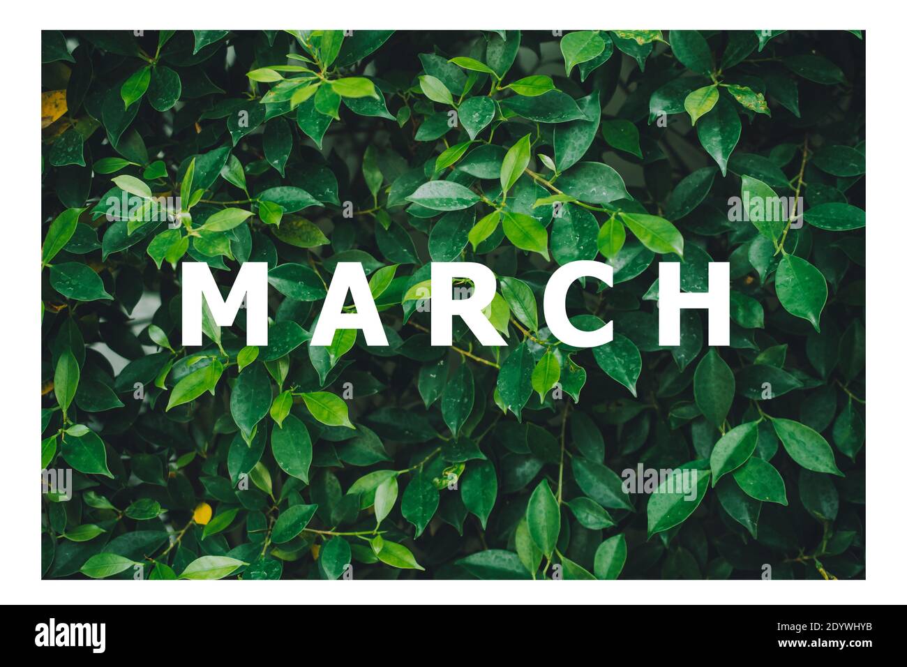 List of calendar months Designed on a natural green leaf background