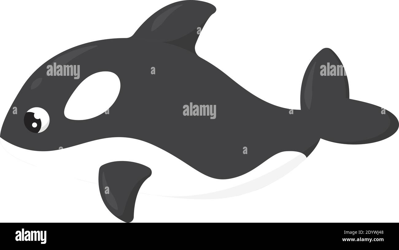 Killer whale, illustration, vector on a white background Stock Vector ...