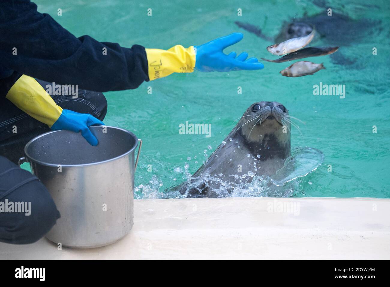 Norden, Germany. 23rd Dec, 2020. Johanna Rämermann, animal keeper in  training, feeds the young seals at the Norddeich Seal Sanctuary. Even the  seals in the North Sea must have felt the effects