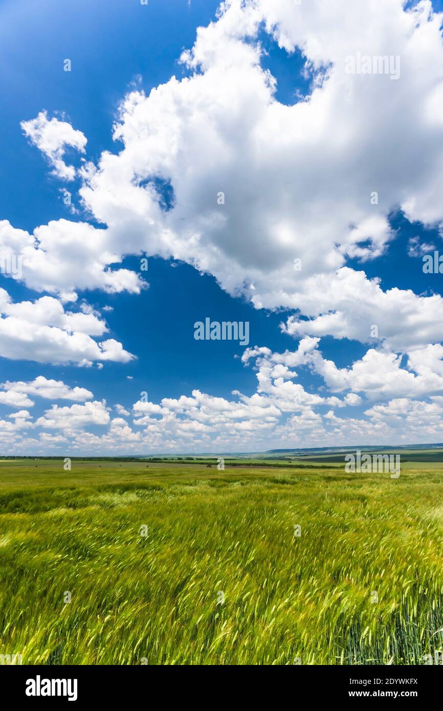 Fields of barley near Shumen, Barley field, Shumen Province, Bulgaria, Southeast Europe, Europe Stock Photo