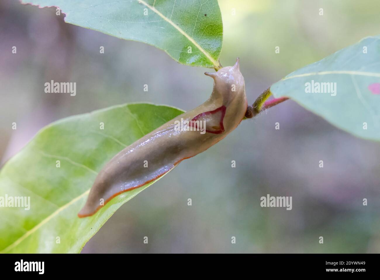 Red triangle slug on green leaf stock photo alamy