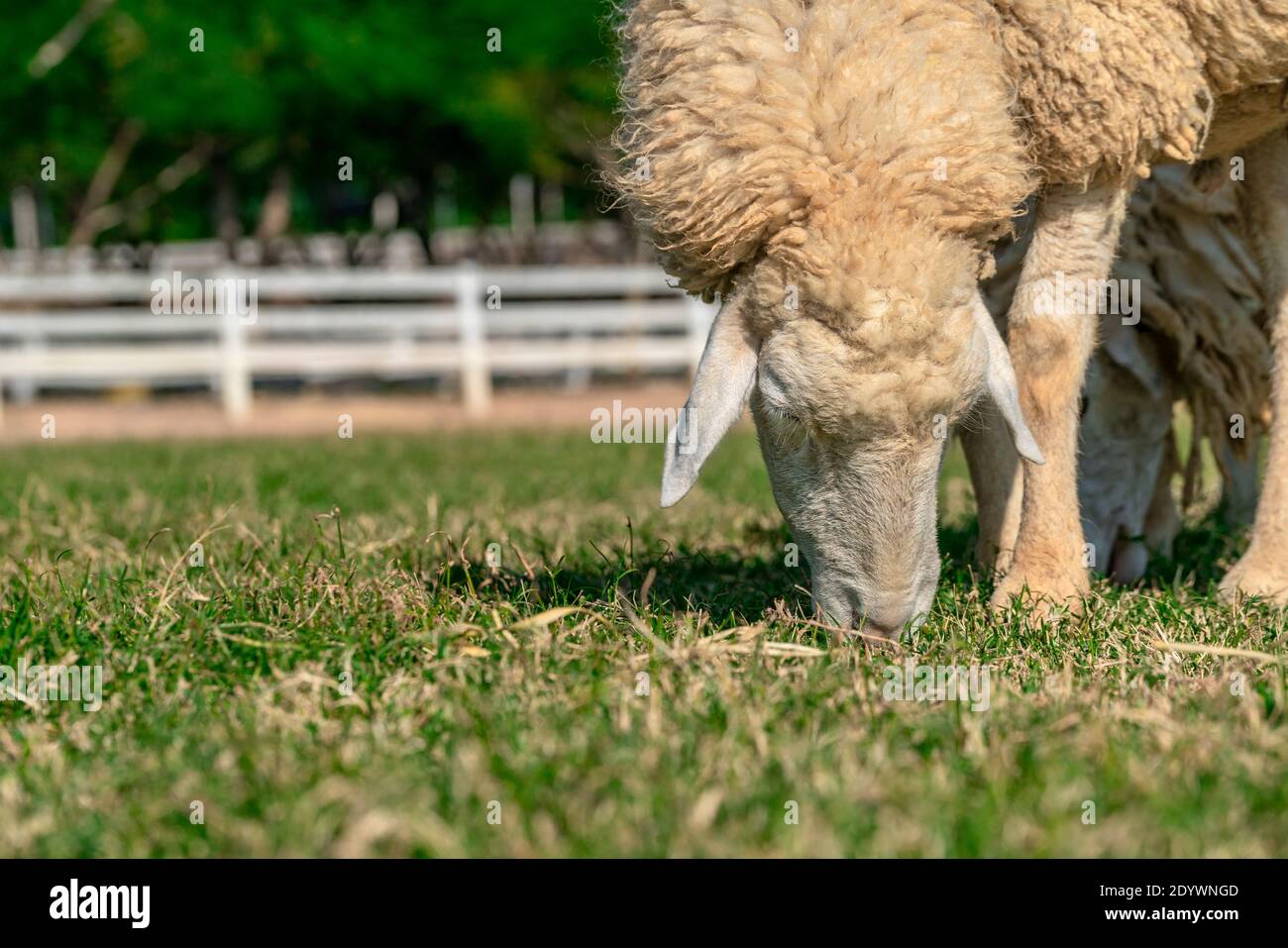 Close up Brown Woolly Sheep Grazing in a farm Field, low angel view parallels the ground, blurred background of a farm, space for copy or product pres Stock Photo
