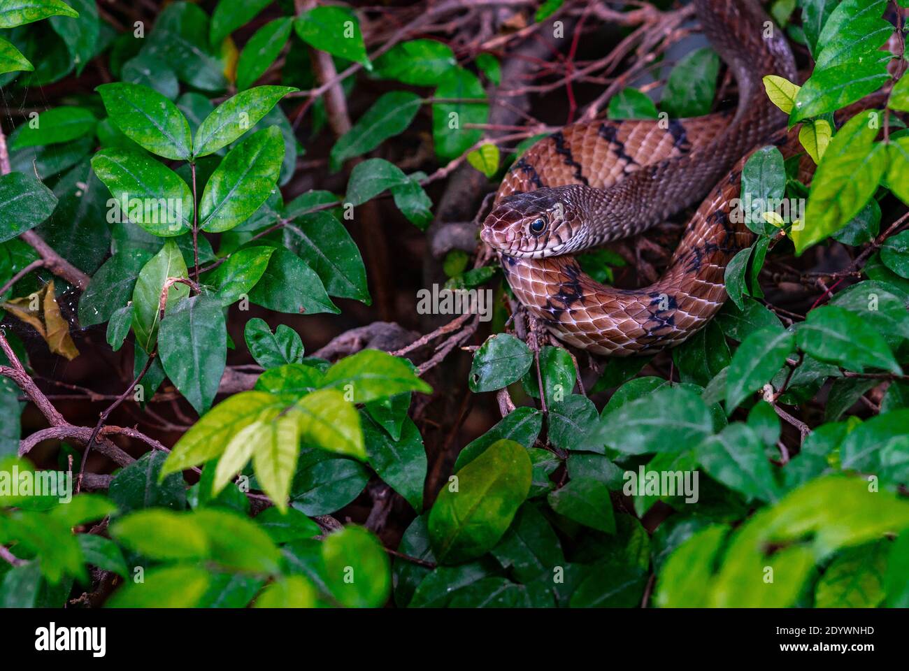 Asian pipe snakes hi-res stock photography and images - Alamy