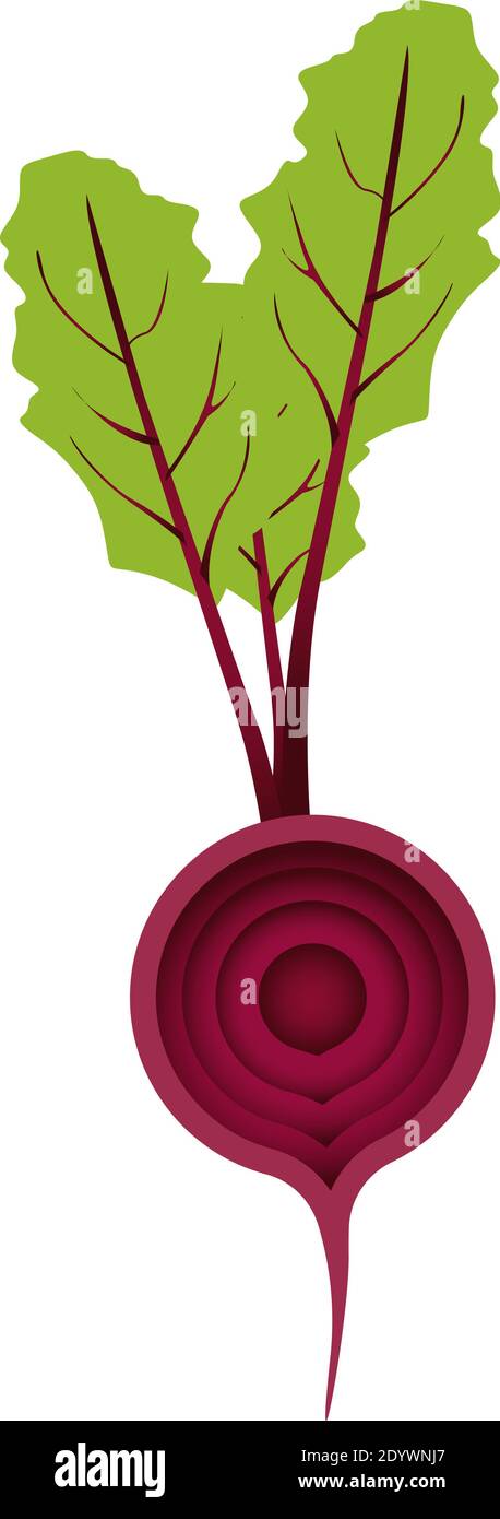 Red beetroot, illustration, vector on a white background. Stock Vector
