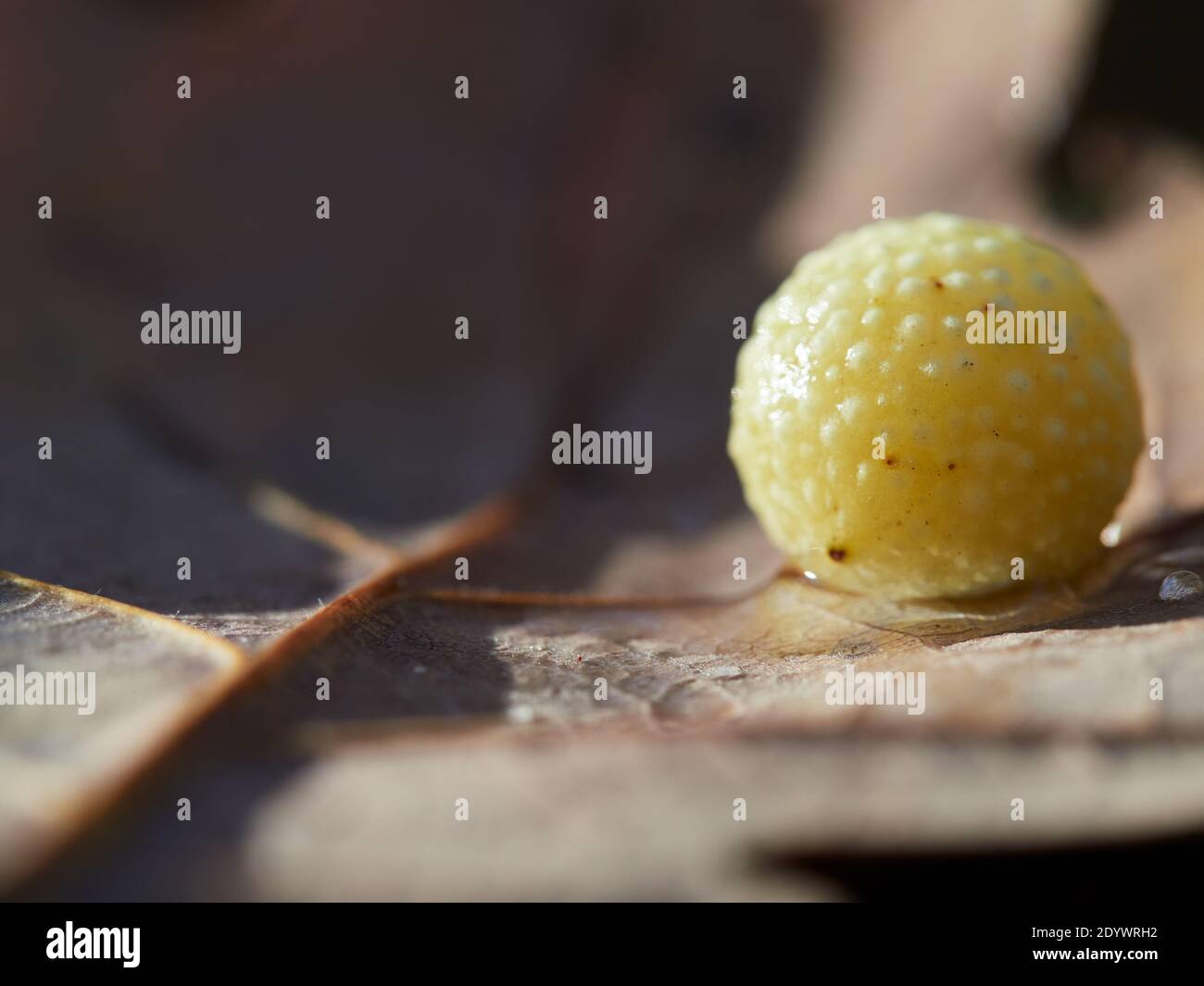 Gall wasp oak hires stock photography and images Alamy