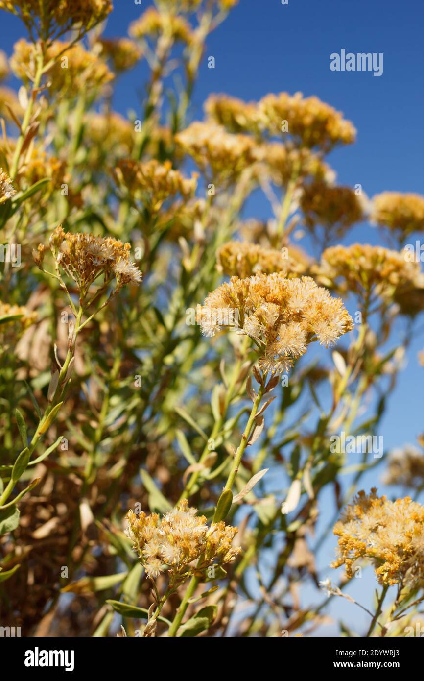 Tan immature achene fruit, Handsome Goldenbush, Ericameria Parishii, Asteraceae, native shrub, San Jacinto Mountains, Peninsular Ranges, Autumn. Stock Photo