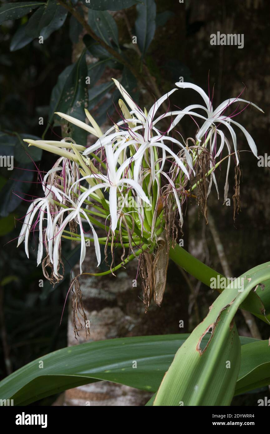 Swamp Lily (Crinum pedunculatum) flower in bloom. Photograped at Cow Bay, Daintree National Park. Stock Photo
