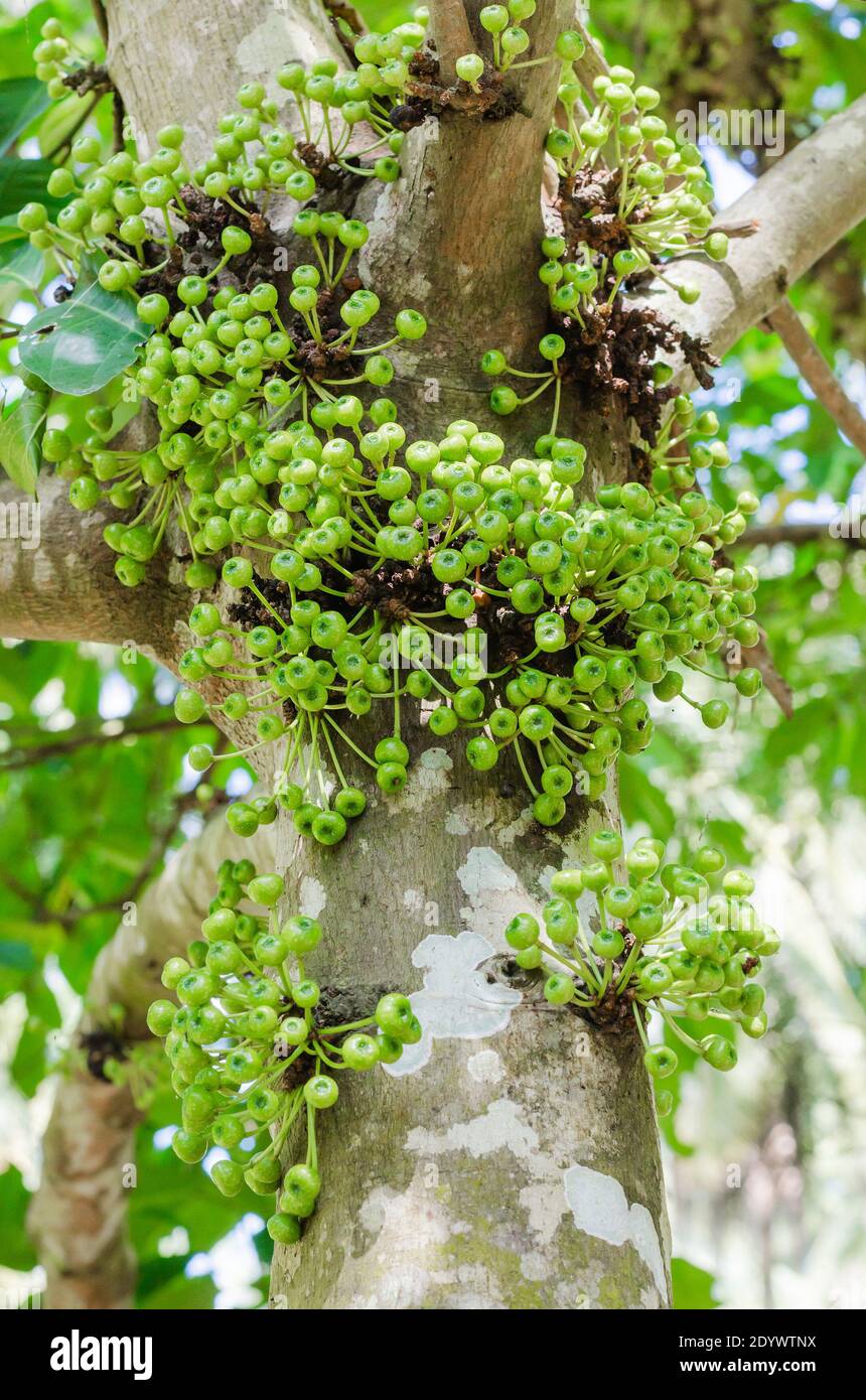 Cluster Fig Tree of Gular Fig Tree (botanical name is Ficus Racemosa